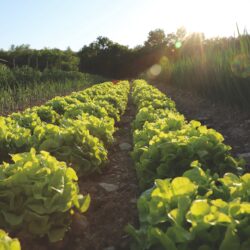 Rows of lettuce