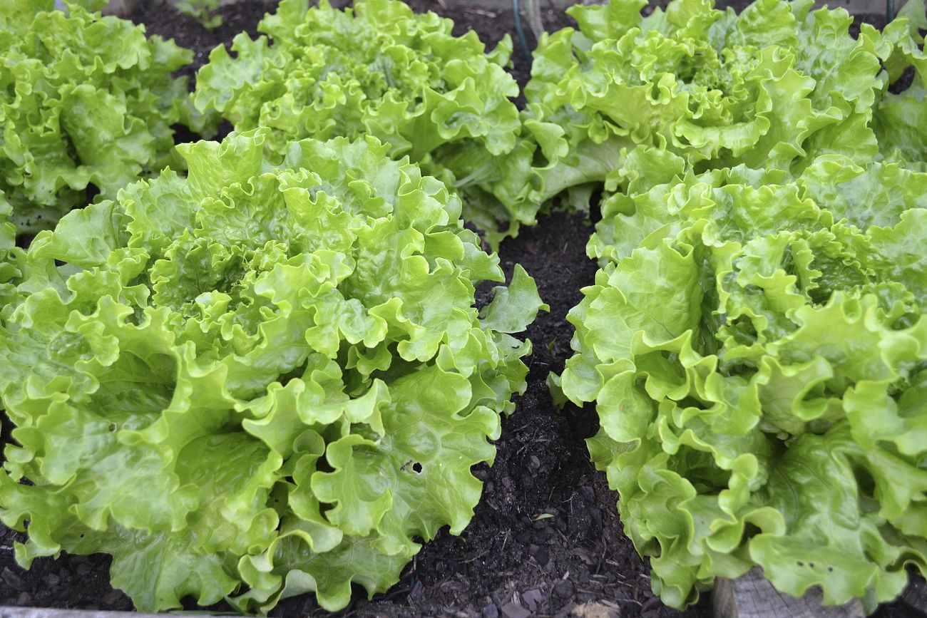 The Best Nutritional Benefits Of Lettuce