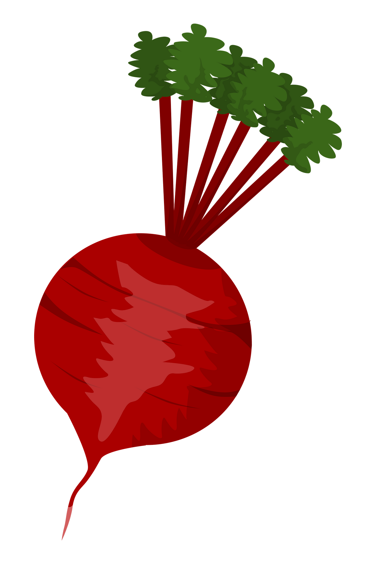 how beetroot is the best source of nutrients.