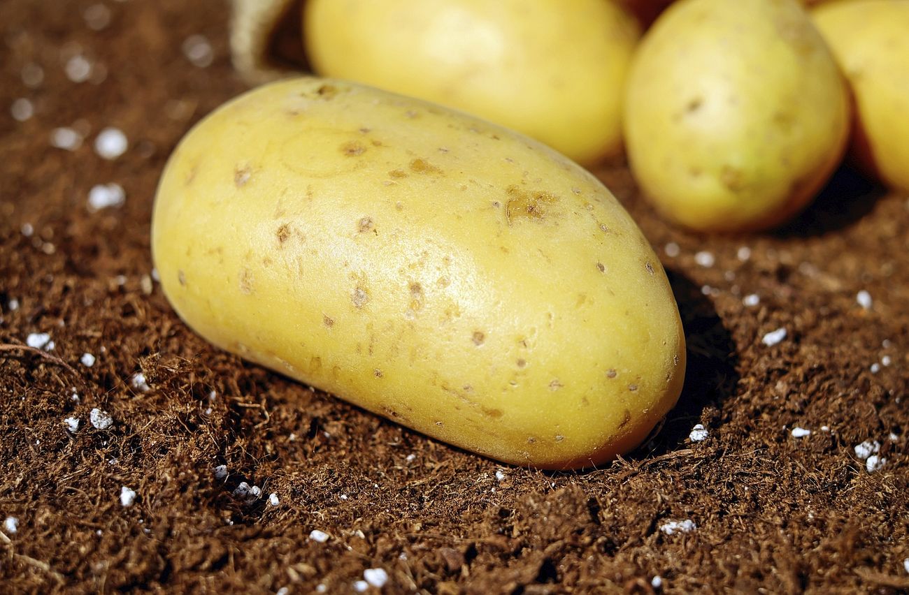benefits of eating potato and the nutritional value