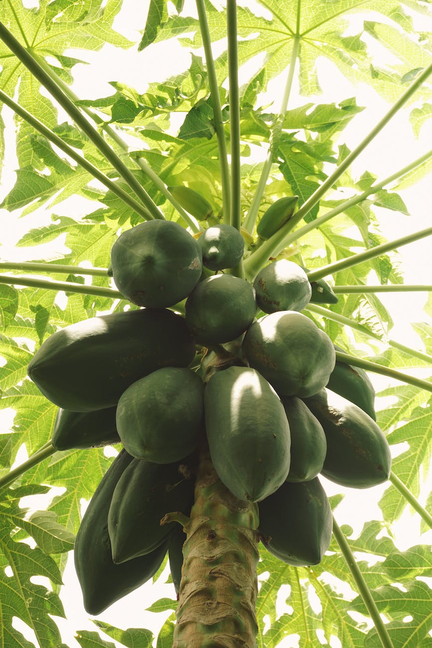 the nutritional benefits of pawpaw and Its origin
