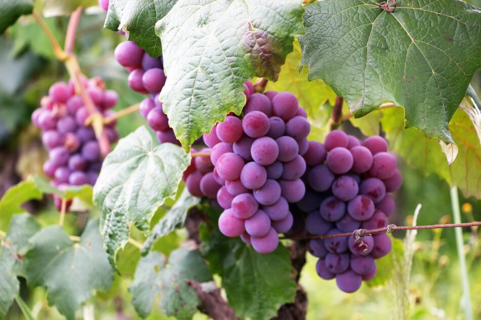 Grapes Are Nutritious Great, Sweet And Juicy