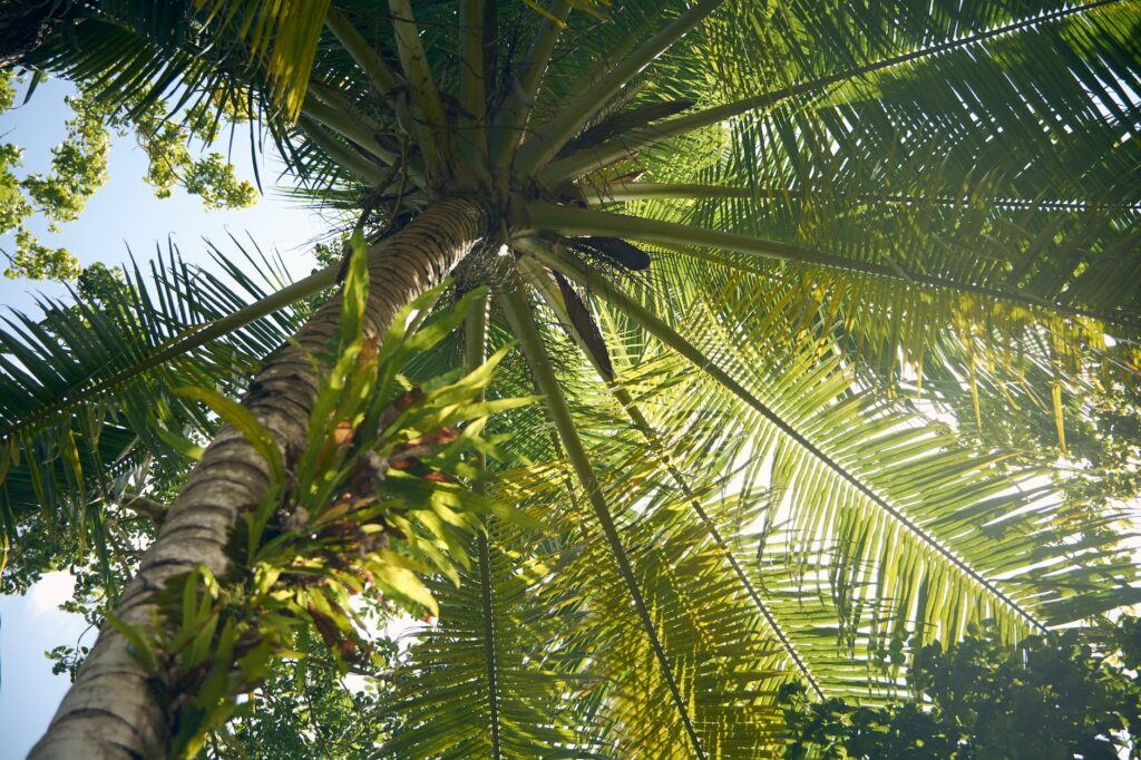 The incredible health benefits of the mighty coconut