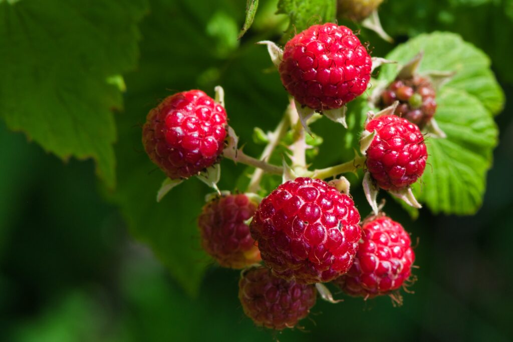 why are raspberries good for our health