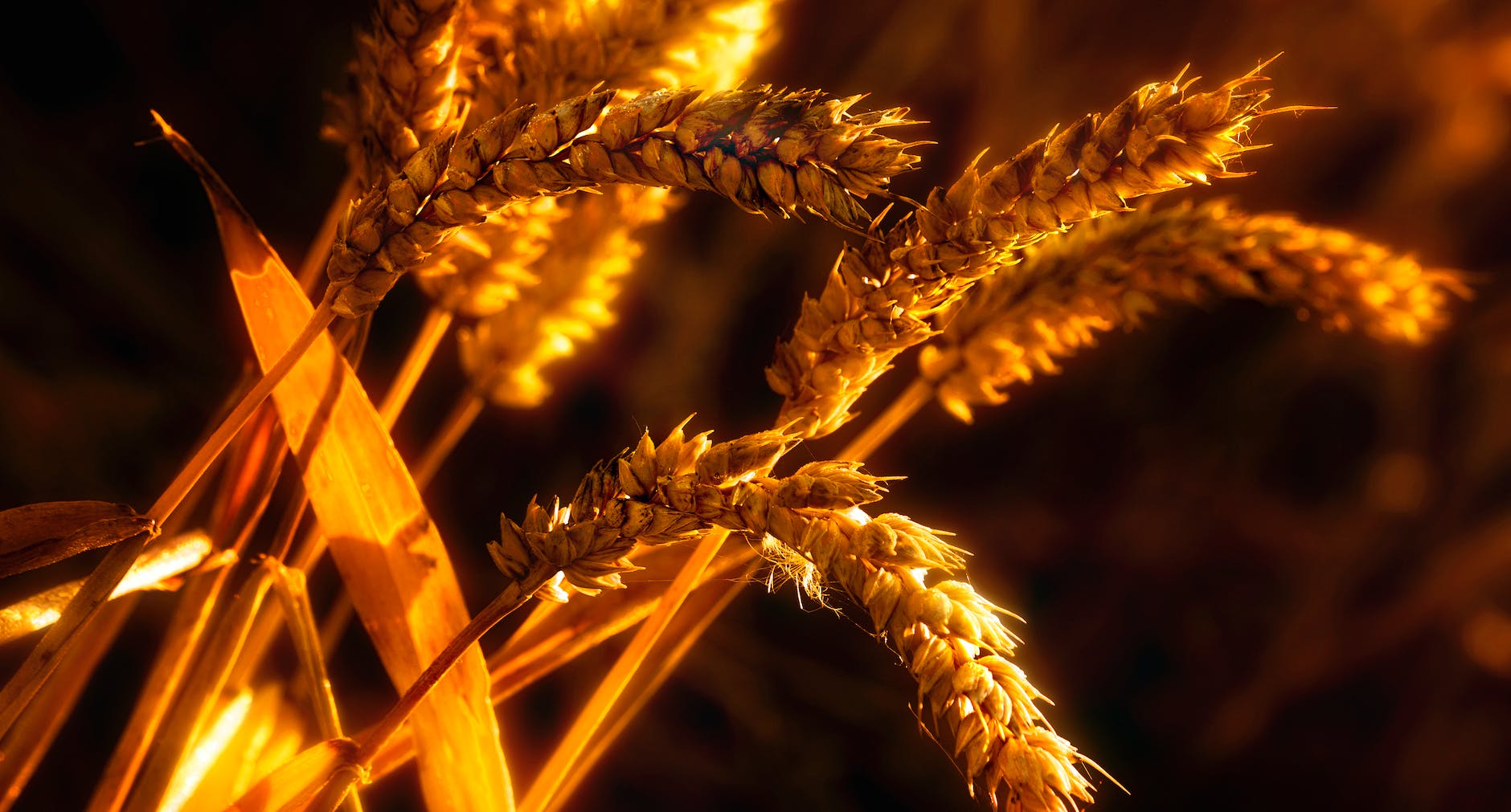 the key reasons why sorghum is worth exploring
