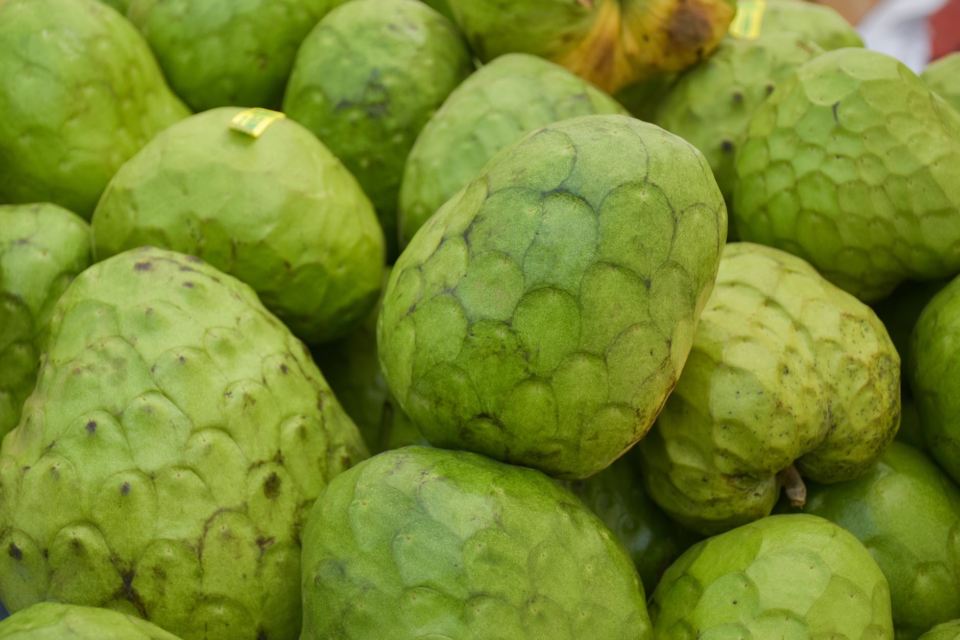 everything you need to know about custard apples