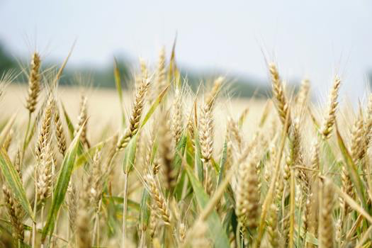 The Best Secrets of Rye From Nutrition To Yummy Recipes Rye