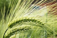What Are The Hidden And Amazing Values Of Barley?
