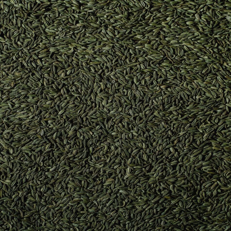 Tips for growing fennel at home
