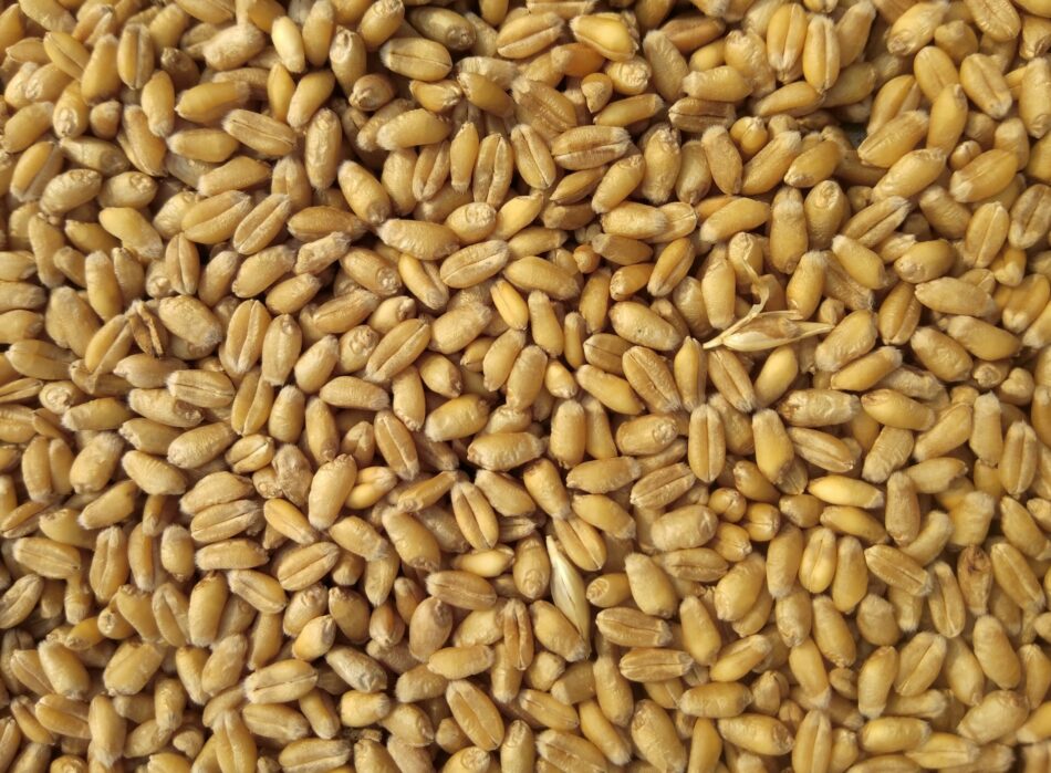 All About Wheat: Origins, Nutritional Value, Recipes & More