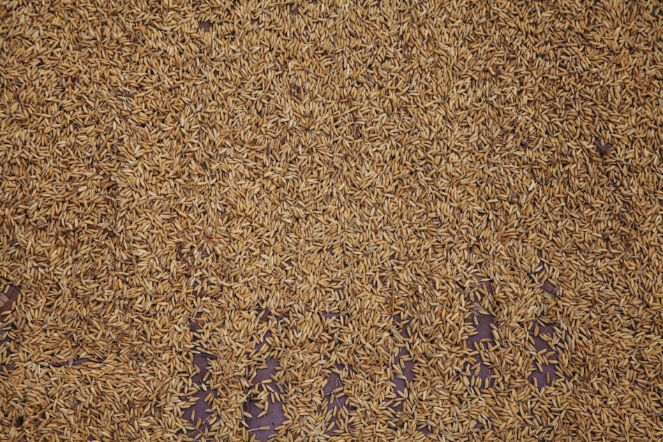 cumin seeds