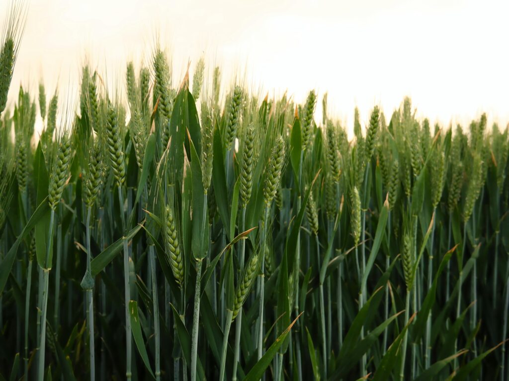 All About Wheat: Origins, Nutritional Value, Recipes & More
