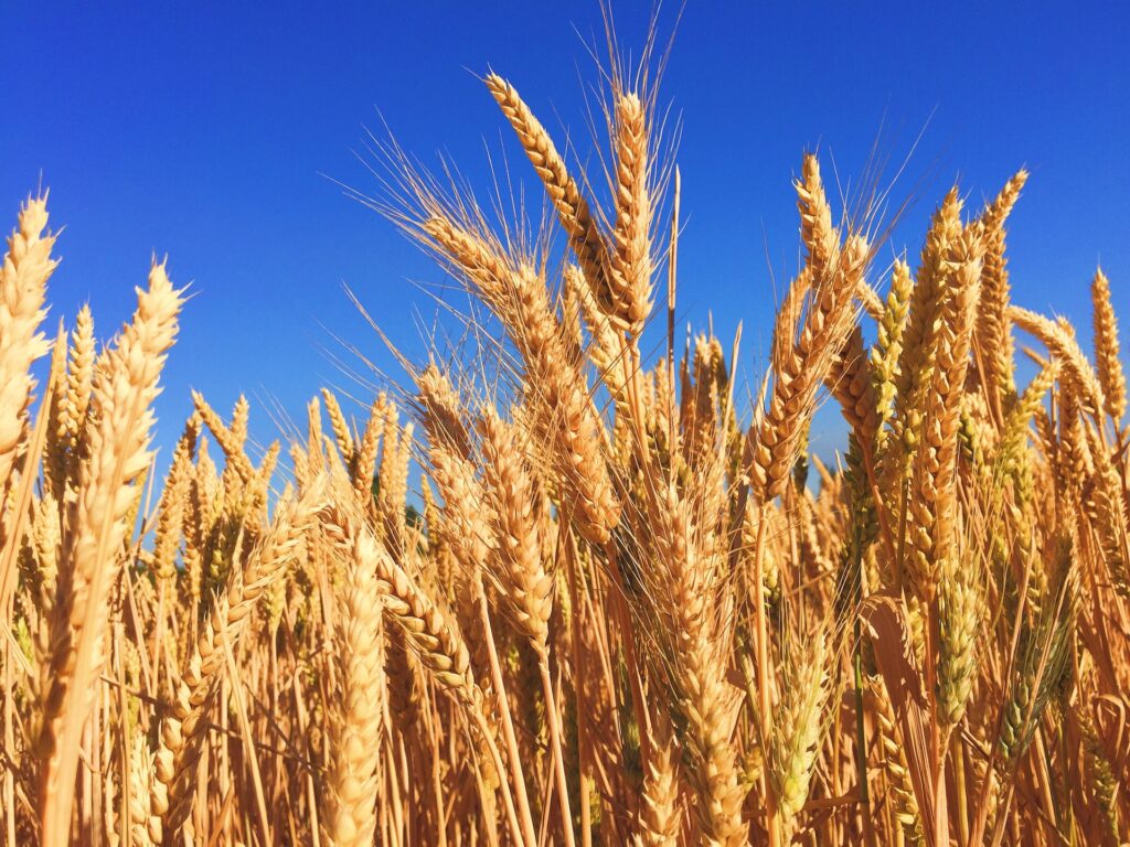 All About Wheat: Origins, Nutritional Value, Recipes & More