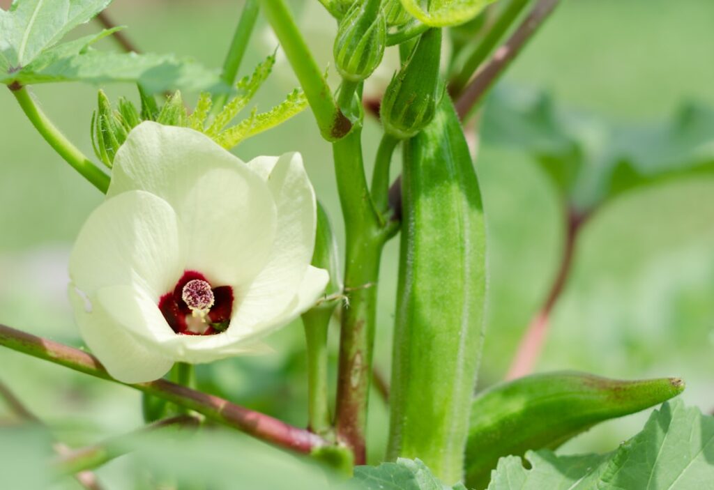 Why Okra is the Best vegetable, Nutritious and delicious