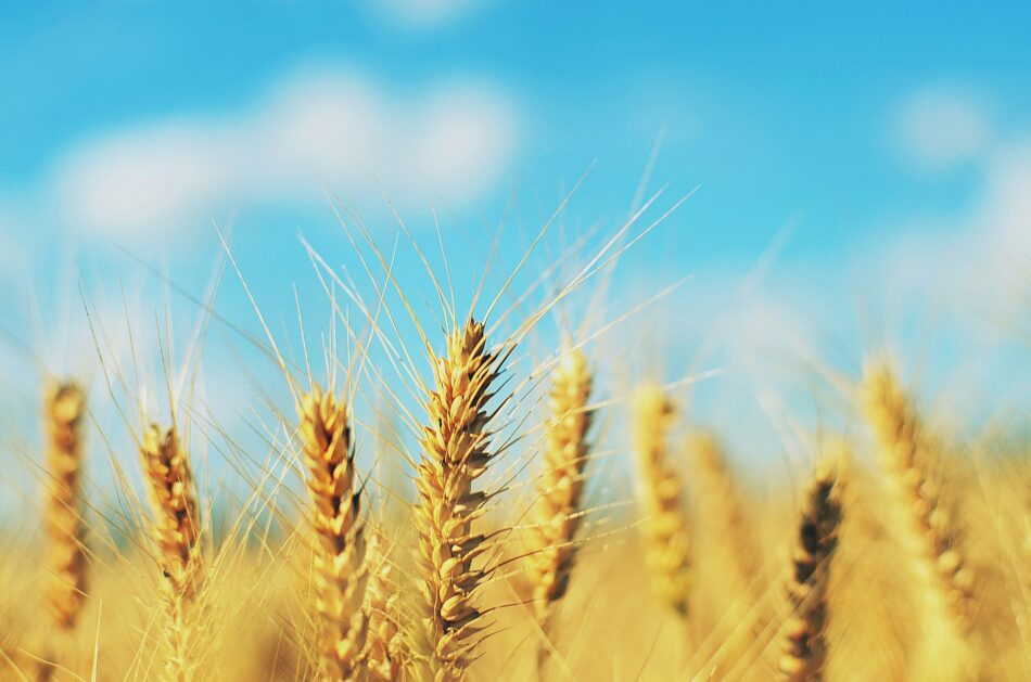 What Are The Hidden And Amazing Values Of Barley?