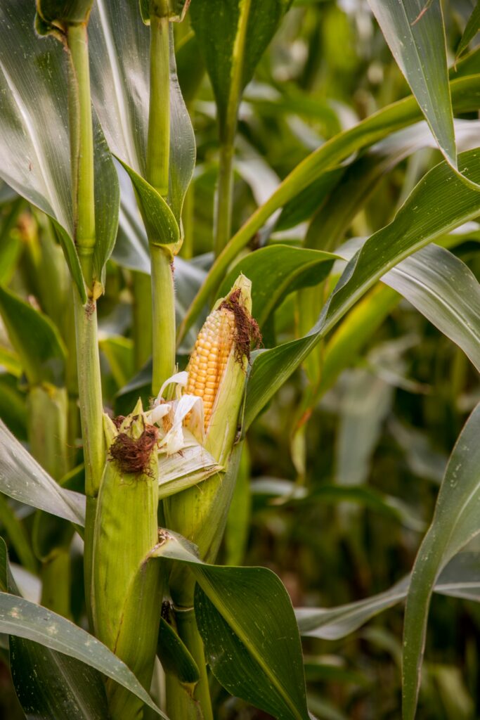 The Best Of Maize From It's Origins To Tasty Recipes