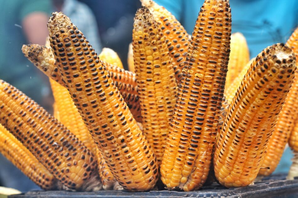 The Best Of Maize From It's Origins To Tasty Recipes
